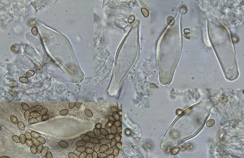 Inocybe langei mikro